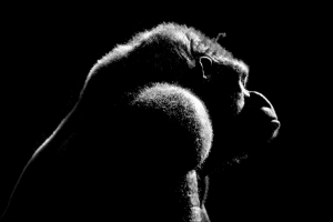 gorilla-loroparque-blackwhite-112108-h